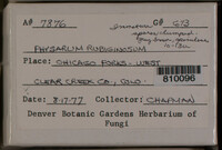 Badhamia rubiginosa image